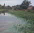 Правда ли, что астраханские лотосы негативно влияют на водную экосистему - ГТРК Лотос