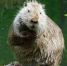 wildlife-zoo-mammal-squirrel-rodent-fauna-625687-pxhere.com - Сетевое издание Арбуз