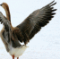 bird-wing-animal-seabird-wildlife-spring-818574-pxhere.com - Сетевое издание Арбуз
