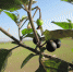tree-branch-plant-fruit-flower-food-710289-pxhere.com - Сетевое издание Арбуз