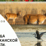Природа Астраханской области. Времена года - Астраханское отделение РГО