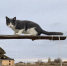 кот, кошка, животные, село, дача, дом - Астраханский листок