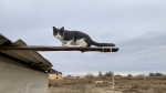 кот, кошка, животные, село, дача, дом