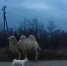 Фото: скрин с видео, размещенного в тг-канале «Астрахань Черный список». - KaspyInfo.Ru