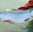 water-nature-outdoor-river-wildlife-wild-781510-pxhere.com - Сетевое издание Арбуз