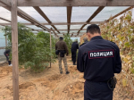 У астраханца изъяли 21 куст конопли в человеческий рост