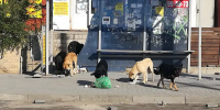 В Астрахани завели дело после нападения собак на двух маленьких детей - Punkt-a.info