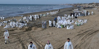 В Чёрном море после разлива мазута найдено 11 мертвых дельфинов - Астрахань 24