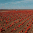 Объем астраханской сельхозпродукции в 2024 году снова показал рост - Bloknot-Astrakhan.Ru