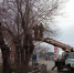 На улице Николая Островского опиливают деревья - Администрация города