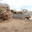 село, коровы, деревня, сено - Сетевое издание Арбуз