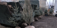 dscf3882 - Сетевое издание Арбуз