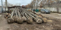 Озеленение - Южная Волна