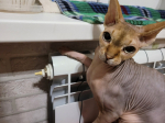 Кот отопление