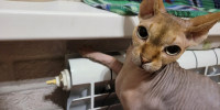Кот отопление - Сетевое издание Арбуз