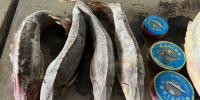 Двух астраханок ждет суд за торговлю красной рыбой - Газета Волга