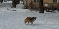 Глава СКР поручил узнать причины игнорирования стаи опасных собак в Астрахани - Bloknot-Astrakhan.Ru