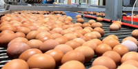 Руководство астраханской птицефабрики наказали за нарушение внеплановой проверки - Bloknot-Astrakhan.Ru