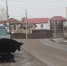Животные спровоцировали на астраханских дорогах 252 аварий за год - Ast-News.Ru