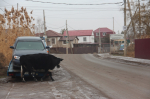 Животные спровоцировали на астраханских дорогах 252 аварий за год