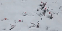 Фото: Скрин с видео «Богдинско-Баскунчакский заповедник» - KaspyInfo.Ru