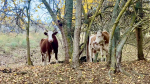 коровы, скот, корова, животные