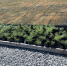 С Дальнего Востока в Астрахань привезут корейские Pinus koraiensis - Punkt-a.info