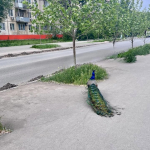 Обитавший в астраханском парке павлин вырвался на свободу