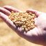 soybean-1831704_1280 - Сетевое издание Арбуз