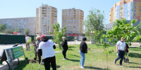 На аллее предпринимателей в парке АДК «Аркадия» высадили  деревья и кустарники - Администрация города