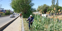 В Астрахани усилят работу по скосу сорной растительности - Комсомольская Правда
