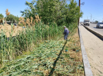 Городские власти усилили скос сорной растительности