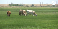 Астраханский пастух отправится на обязательные работы для выплаты долга - Астрахань 24