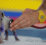 play-puppy-dog-cute-canine-mammal-1135807-pxhere.com (1) - Сетевое издание Арбуз