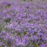 В Астраханской области бывшие места свалок становятся цветущими лугами - Астрахань 24