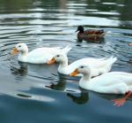 Фото © freepik.com