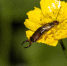 nature-outdoor-bokeh-plant-photography-meadow-288940-pxhere.com - Сетевое издание Арбуз