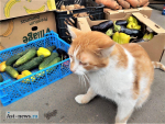 Продуктовый вестник экономии: что почём на астраханских рынках