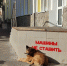 собака машины не ставить стоянка запрещена - Сетевое издание Арбуз