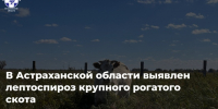В Астраханской области введен карантин по лептоспирозу крупного рогатого скота - Астраханский листок