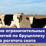 Об отмене карантина по бруцеллёзу КРС - Служба ветеринарии