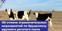Об отмене карантина по бруцеллёзу КРС - Служба ветеринарии