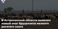 Выявлен новый очаг бруцеллёза мелкого рогатого скота - Служба ветеринарии