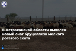 Выявлен новый очаг бруцеллёза мелкого рогатого скота