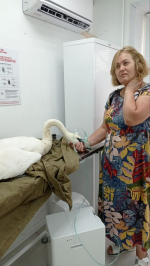В Астрахани волонтёры пытались спасти травмированного лебедя