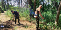 В Астраханской области ликвидируют заросли конопли - Астрахань 24