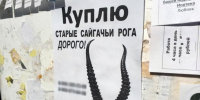сайгачьи рога - Сетевое издание Арбуз