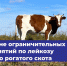 Об отмене карантина по лейкозу КРС - Служба ветеринарии