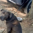 Полицейские из Туапсе позаботились о песике астраханца, когда тот попал в больницу - Astrakhanpost.Ru