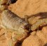 scorpio-1165688_1280 - Сетевое издание Арбуз